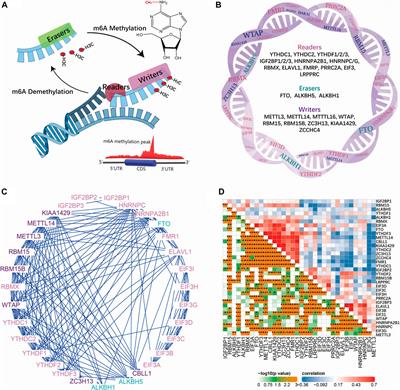 A Broad m6A Modification Landscape in Inflammatory Bowel Disease